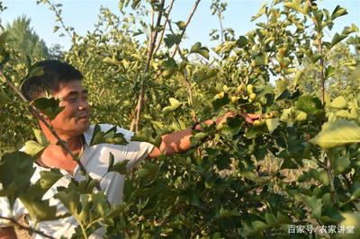 新型果樹種植 既產鮮果又成藥材，農民面臨的雙重機遇與困境