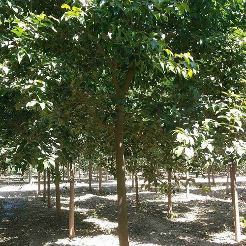 2022年無錫地區10公分國槐上車價及股份集團樹木種植分析