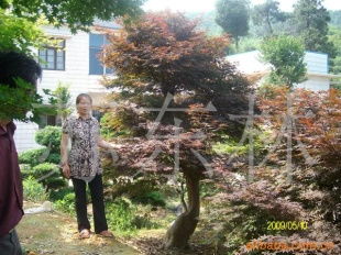 綠化苗木產品列表 | 第255頁 精選樹木種植指南