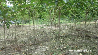 速生櫻花 綠景苗木種植合作社的樹木種植新機(jī)遇